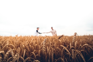 золотые колосья в поле, крупный план, на заднем фоне два человека пожимают руки 