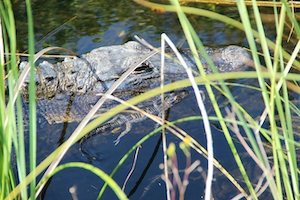 крокодил в воде, в зарослях травы