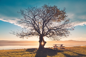 Солнечный свет пробивается сквозь дерево на краю озера Иллаварра, Вуллонгонг, Австралия, большое дерево на закате, силуэт дерева на фоне озера 