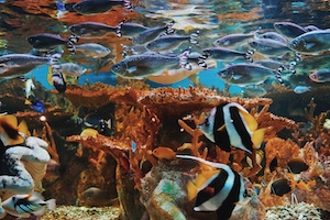 разноцветные кораллы под водой, красочный коралловый риф, разноцветные рыбки
