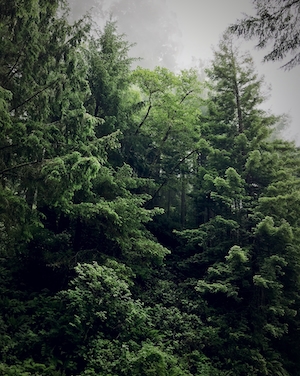 Зеленый Орегонский лес, туманный лес изнутри, зеленый лес изнутри, стволы деревьев, сосны