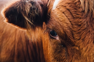 Макро-фото коричневой коровы