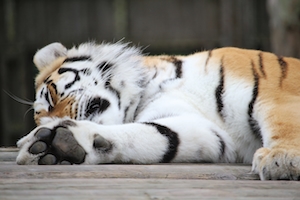 тигр спит, крупный план 