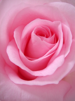 Простая розовая роза, крупный план 