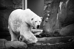Белый медведь, черно-белая фотография 