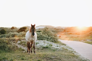 бело-коричневый конь на фоне заходящего солнца 