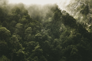 фото зеленого туманного леса сверху 