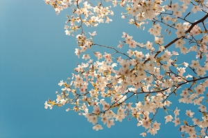 Цветущая вишня весной. Цветущие ветки дерева сакура, крупный план 