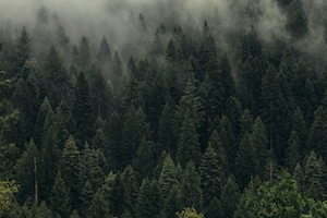 фото хвойного леса с высоты в туманный день 