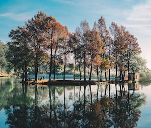 стройные деревья у пруда, отражение в воде 