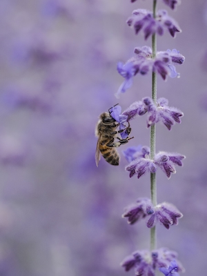 Пчела в пурпурном поле лаванды, крупный план 