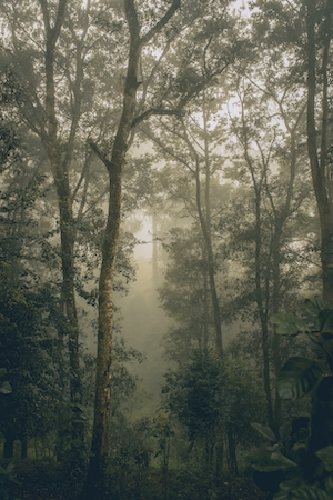 Утренний туман в лесу