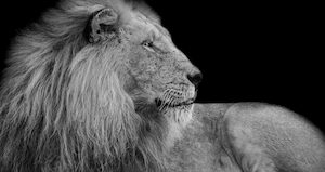 Портрет короля, черно-белый кадр, лев, крупный план 
