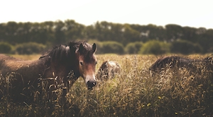 Дикая лошадь в поле 