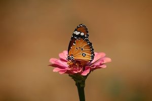 Красивая бабочка на розовом цветке 