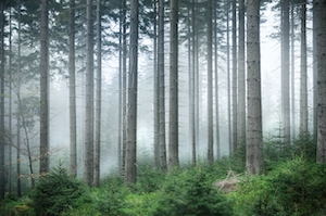 туманный лес, зеленый лес изнутри 