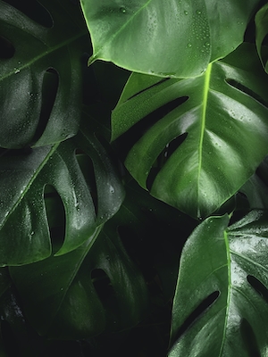 зеленое растения, зеленые листья 