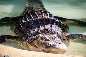 крокодил в воде, крупный план 