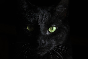черный кот с зелеными глазами в темноте 