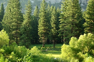 Национальный парк Кингс-Каньон, фото зеленого леса днем 