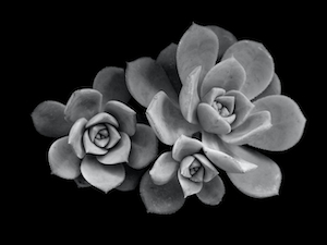 суккулент, каменная роза, черно-белый снимок 