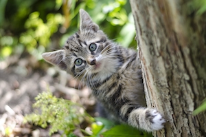 полосатый кот держится за дерево в лесу