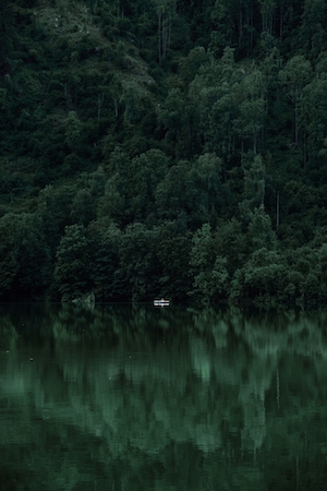 темный лес и отражение в озере 