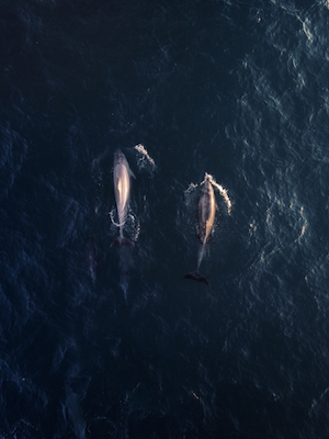 Два молодых дельфина, волнующееся море, морские волны, рябь на поверхности воды, фото с высоты 
