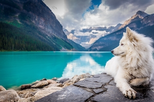 Белая собака на берегу голубого озера в горах