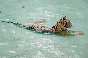 Тигр лежит в прозрачной воде 