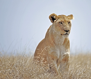 Львица, наблюдающая за видами добычи с высоты 