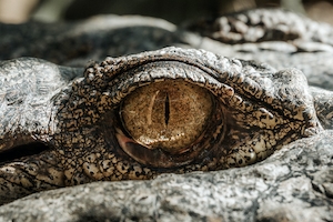 глаз крокодила, крупный план 