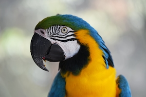 Тропический попугай, голова, крупный план сбоку 
