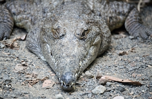 Крокодил спит на земле с одним открытым глазом