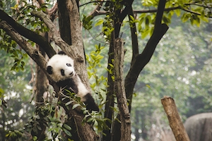 Детеныш гигантской панды, прохлаждающийся на дереве
