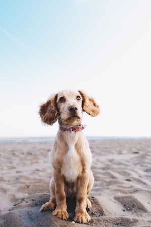 собака с большими ушами на песке 