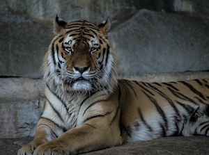 Величественный тигр, смотрит в кадр, портрет лежащего тигра 