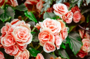 Розовые кустовые розы, розы на кустах, цветки розовых роз 