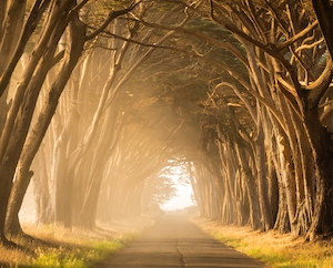 Туннель из деревьев