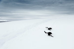пингвины в Антарктике, пингвины на снегу 