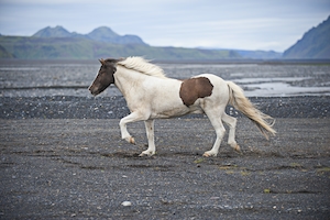 бело-коричневый конь идет по песку 