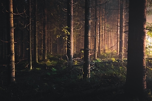 полночь в кромешно-черном лесу. Свет, исходящий от уличных фонарей, освещал деревья сквозь туман