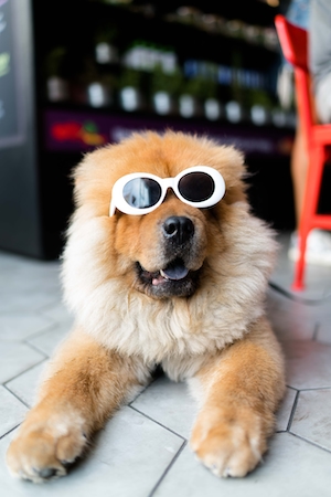 пушистая собака в солнечных очках 