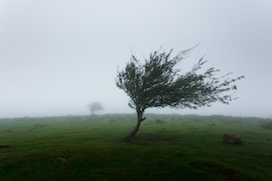 Одинокое дерево, одиноко стоящее дерево, зеленая крона на фоне туманного неба 