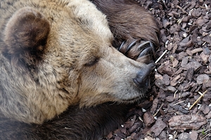 Спящий медведь, крупный план 
