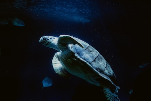 черепаха плавает под водой, черепаха в океане, крупный план 