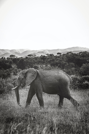 черно-белая фотография слона, гуляющего по полю