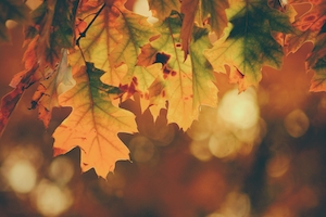 Осенний цвет в лучах послеполуденного солнца