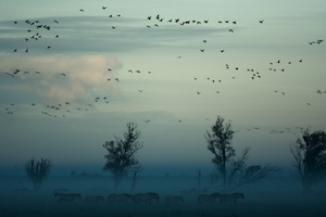 Пейзаж, птицы в туманном небе 