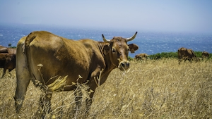 коричневый бык на поле на фоне моря 